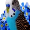 Aesthetic Blue Budgerigar Paint By Number