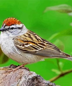 Aesthetic Sparrow Bird On A Rock Paint By Number