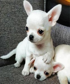 Aesthetic White Chihuahua Puppies paint by number