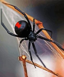 Black Widow Paint By Number