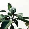 Botanical Branch Art Paint By Number