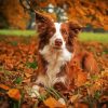 Brown Collie paint by number