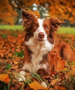 Brown Collie paint by number