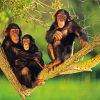 Chimpanzee Family paint by number