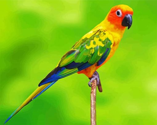 Conure Bird paint by number