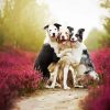 Wet Collies paint by number