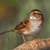 Cute Sparrow Paint By Number