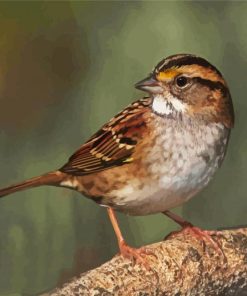 Cute Sparrow Paint By Number