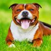 Happy Brown Staffordshire Bull Terrier Paint By Number