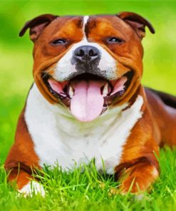 Happy Brown Staffordshire Bull Terrier Paint By Number