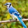 North American Blue Jay Paint By Number