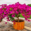 Purple Bougainvillea paint by number