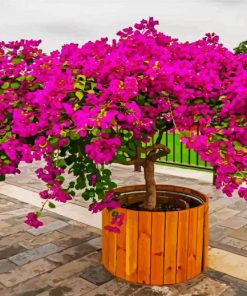 Purple Bougainvillea paint by number