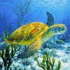 Sea Turtle paint by number