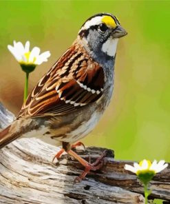 Sparrow Bird And Flower Paint By Number