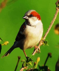 Sparrow Birds Paint By Number