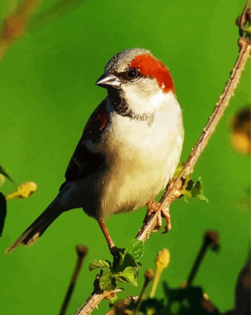 Sparrow Birds Paint By Number