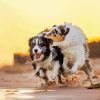 Wet Collies paint by number