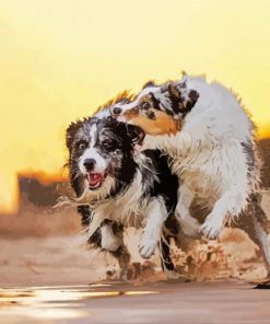 Wet Collies paint by number