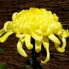 Yellow Chrysanth paint by number