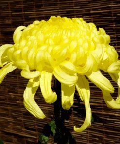 Yellow Chrysanth paint by number