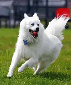 American Eskimo Dog Paint By Number