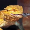 Bearded Dragon Eating Paint By Number