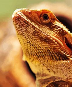 Bearded Dragon Lizard Head Paint By Number