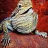 Bearded Dragon Lizard Reptiles Paint By Number