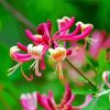 Beautiful Pink Honeysuckle Paint By Number