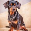 Black Brown Chiweenie Dog Paint By Number