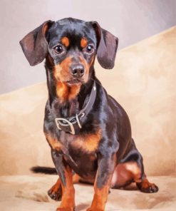 Black Brown Chiweenie Dog Paint By Number