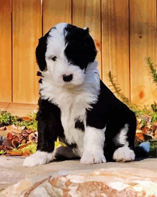 Black And White Sheepadoodle Dog Paint By Number