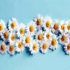 Blooming Chamomile Flowers Paint By Number