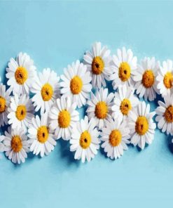 Blooming Chamomile Flowers Paint By Number