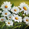 Blooming Chamomile Paint By Number