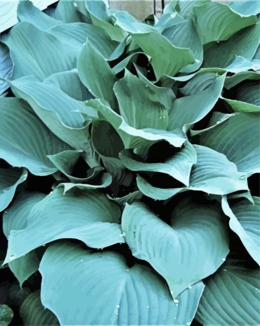 Blue Angel Hosta plant Paint By Number