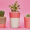 Aesthetic Cactus Pink Pots Paint By Number