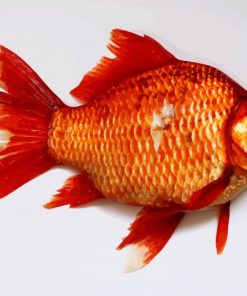 Carp Goldfish Paint By Number