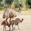 Emu With Chicks Paint By Number