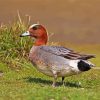 Eurasian Wigeon Male Paint By Number