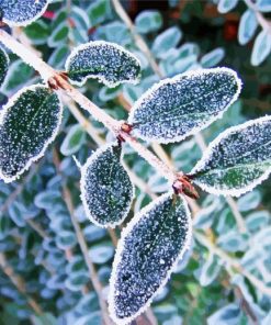 Frosts On Leaves Paint By Number