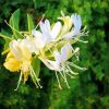 White Honeysuckle Plant Paint By Number