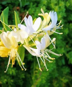 White Honeysuckle Plant Paint By Number