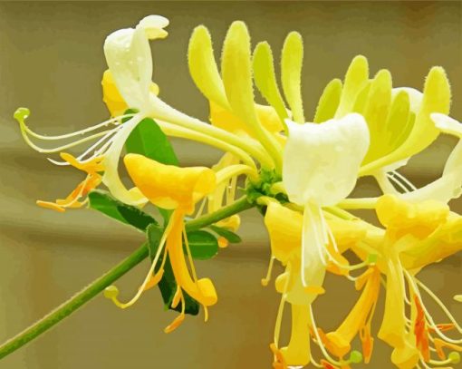 Honeysuckle Flower Plants Paint By Number