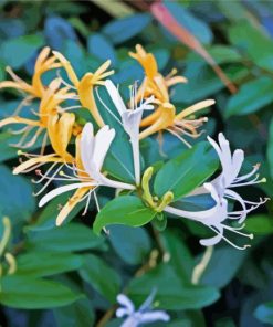 Yellow Honeysuckle Paint By Number