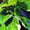 Hosta Art Paint By Number