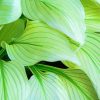 Hostas Leaves Paint By Number