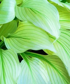 Hostas Leaves Paint By Number