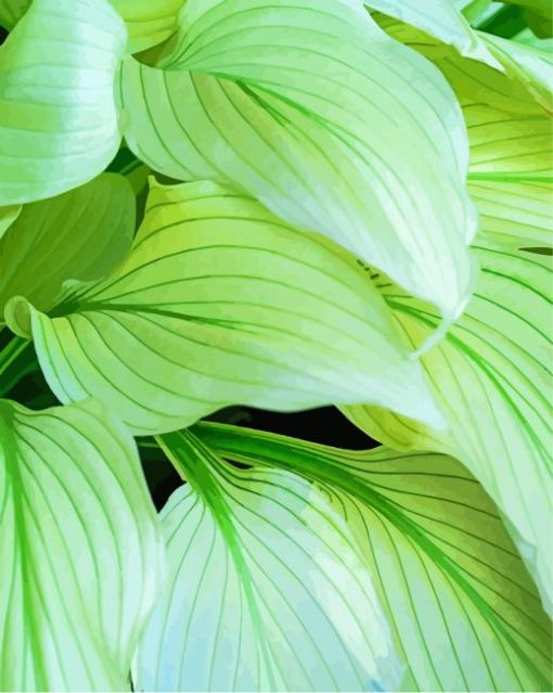 Hostas Leaves Paint By Number